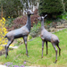 Solstice Sculptures Deer Pair Large Aluminium Dark Verdigris Statues Solstice Sculptures   